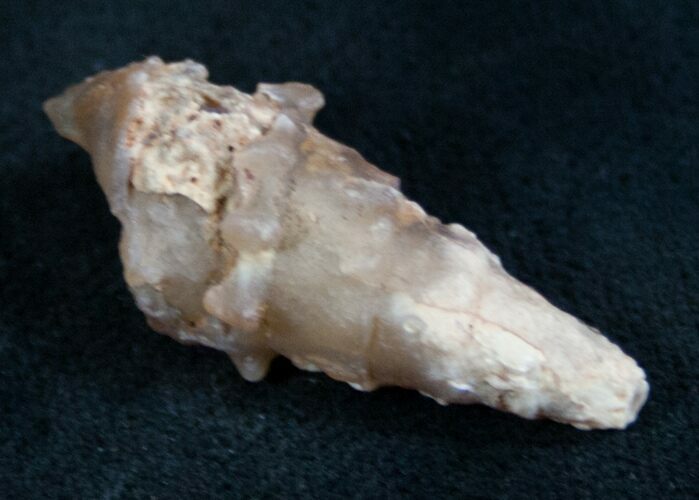 Agatized Gastropod Fossil - #7408